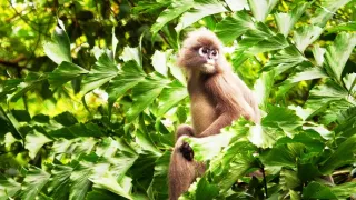 Zázračná planéta: Primáty (2/3)