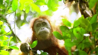 Zázračná planéta: Primáty (2/3)