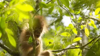 Zázračná planéta: Primáty (2/3)