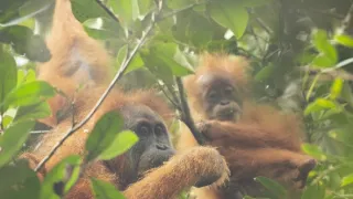 Zázračná planéta: Primáty (2/3)