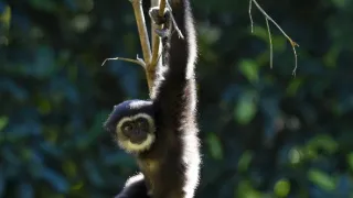 Zázračná planéta: Primáty (2/3)