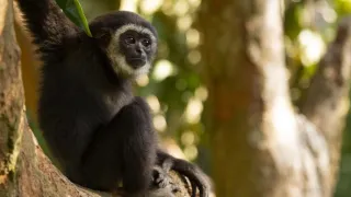 Zázračná planéta: Primáty (2/3)