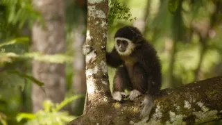 Zázračná planéta: Primáty (2/3)