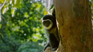 Zázračná planéta: Primáty (2/3)