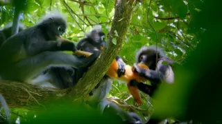 Zázračná planéta: Primáty (2/3)