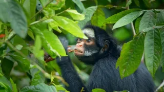 Zázračná planéta: Primáty (2/3)