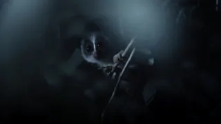 Zázračná planéta: Primáty (2/3)