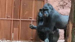 Nový domov pro gorily