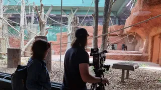 Nový domov pro gorily