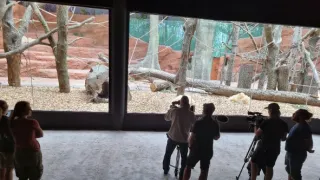 Nový domov pro gorily