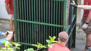 Nový domov pro gorily