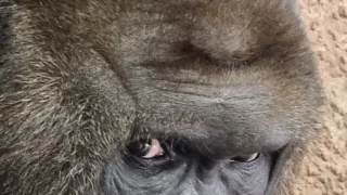 Nový domov pro gorily