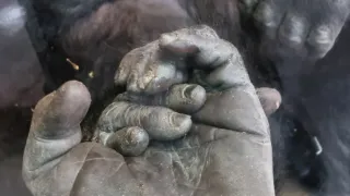 Nový domov pro gorily