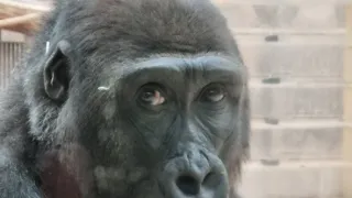 Nový domov pro gorily