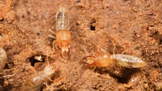 Svět podle termitů