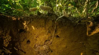 Svět podle termitů