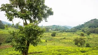 Národní parky Ugandy