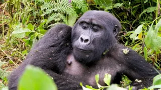 Národní parky Ugandy