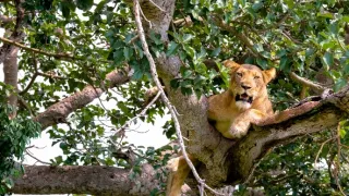 Národní parky Ugandy