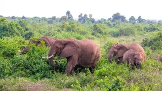 Národní parky Ugandy