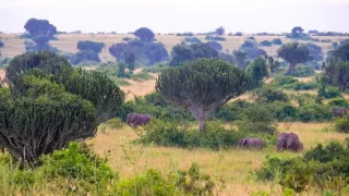 Národní parky Ugandy