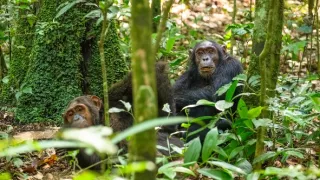 Národní parky Ugandy