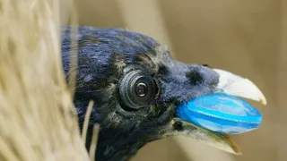 Zázračná planéta: Špionáž v divočine (4/4)