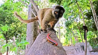 Zázračná planéta: Špionáž v divočine (4/4)