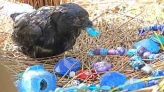 Zázračná planéta: Špionáž v divočine (4/4)