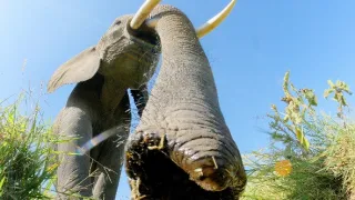 Zázračná planéta: Špionáž v divočine (4/4)