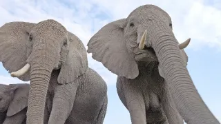 Zázračná planéta: Špionáž v divočine (4/4)