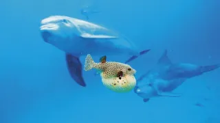 Zázračná planéta: Špionáž v divočine (4/4)