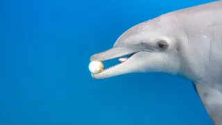 Zázračná planéta: Špionáž v divočine (4/4)