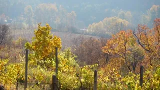 Milovníci vína (8/12)