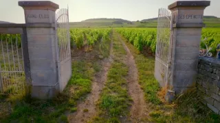 Milovníci vína (8/12)