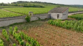 Milovníci vína (8/12)