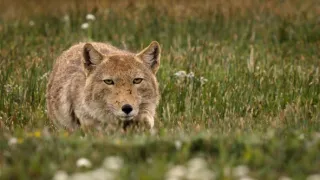 Zázračná planéta: Klenoty čínskej prírody (1/3)