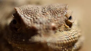 Zázračná planéta: Klenoty čínskej prírody (1/3)