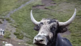 Zázračná planéta: Klenoty čínskej prírody (1/3)