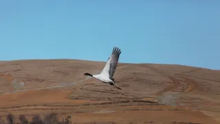 Zázračná planéta: Klenoty čínskej prírody (1/3)