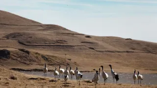 Zázračná planéta: Klenoty čínskej prírody (1/3)