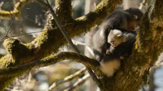 Zázračná planéta: Klenoty čínskej prírody (1/3)