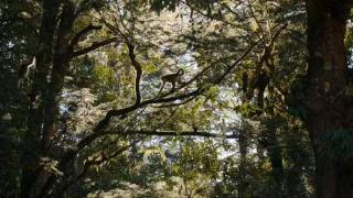 Zázračná planéta: Klenoty čínskej prírody (1/3)