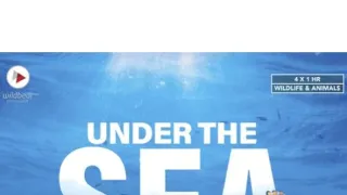 Pod hladinou moře (4)