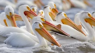 Zázračná planéta: Veľké rieky sveta