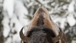 Zázračná planéta: Veľké rieky sveta