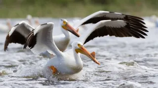 Zázračná planéta: Veľké rieky sveta