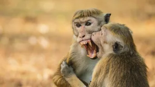 Tajemství opičího ostrova (3)