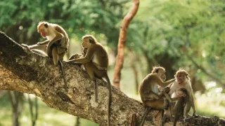 Tajemství opičího ostrova (3)