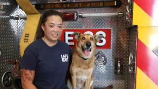 Jedinečná psí povolání (2)